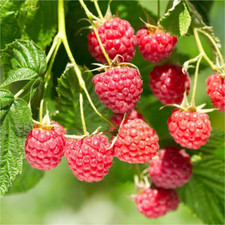 Thornless red raspberry for sale  Denver