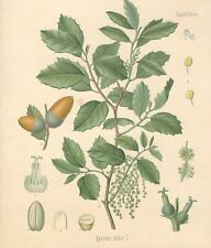 Stampa antica quercia usato  Lecco