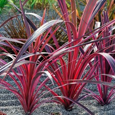 Cordyline pink passion for sale  PETERBOROUGH