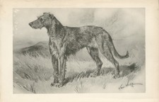 Irish wolfhound rare for sale  COLEFORD