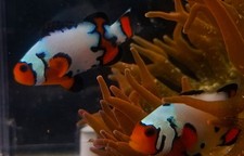 Clownfish gorgeous sapphire for sale  Kansas City
