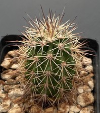 Echinocereus roetteri cactus usato  Trivignano Udinese