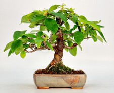 Bonsai cotogna pseudocydonia usato  Spedire a Italy