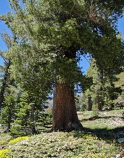 Western white pine for sale  Medford