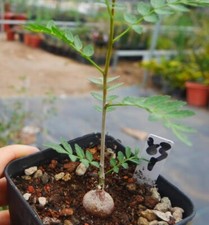 Livesucculent plant bursera for sale  Shipping to United Kingdom