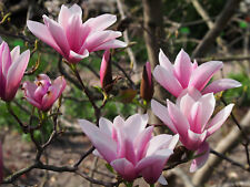 Tulpen magnolie magnolia gebraucht kaufen  Tauberbischofsheim