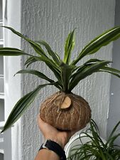 Dracaena fragrans kokedama for sale  Miami