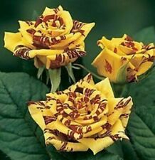 50 sementes ROSA SIMSALABIM + GRÁTIS comprar usado  Enviando para Brazil