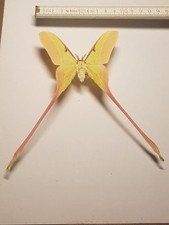 Actias dubernardi männchen gebraucht kaufen  Halle