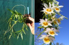 Dendrobium loddigesii var. usato  Spedire a Italy