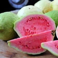 Pianta guava rosa usato  Italia