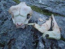 Taxidermy real sheep for sale Taxidermy real sheep for sale  MOFFAT