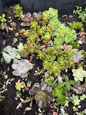 10x assorted unrooted for sale  BIRMINGHAM