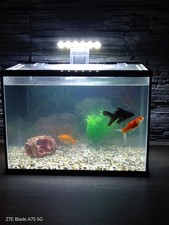 Aqpet one mini usato  Albino