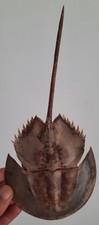 Curiosité taxidermie coquilla d'occasion  Montpellier-