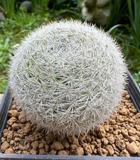 Mammillaria sp. very usato  Valdastico
