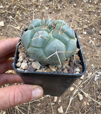 Thelocactus hexaedrophorus cac usato Thelocactus hexaedrophorus cac usato  Menfi