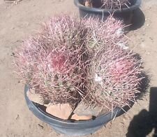 Rare cactus red for sale  Victorville