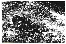 Fotografia mario giacomelli usato  Senigallia