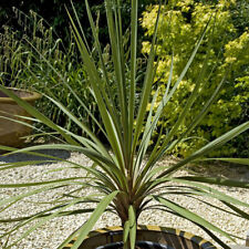 Pair cordyline australis for sale  PETERBOROUGH