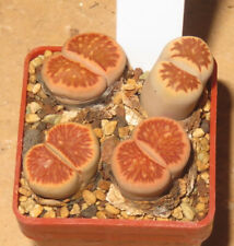 Lithops julii kikushogiyoku gebraucht kaufen  Falkensee