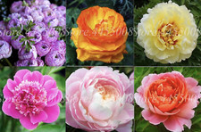 Peonies flower seeds for sale  Goldsboro