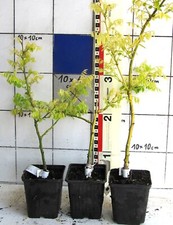 Sophora japonica flaviramea gebraucht kaufen  Bad Bergzabern