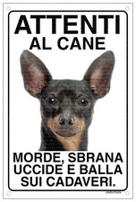 Pinscher attenti cane usato  Vertemate con Minoprio