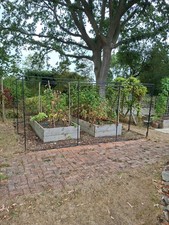 Fruit cage. for sale  CRAVEN ARMS