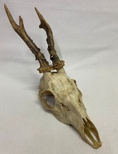 Vero teschio capriolo usato  Castellazzo Bormida
