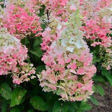 Hydrangea paniculata candlelig for sale  Jasper