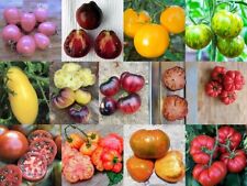 Tomato seeds mixed for sale  REDDITCH