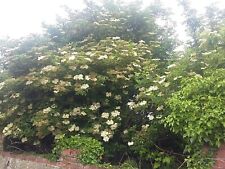 Elderflower berry hardy for sale  PENTRAETH