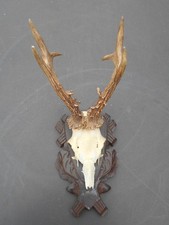 Jagdtrophäe rehbock geweih gebraucht kaufen Jagdtrophäe rehbock geweih gebraucht kaufen  Düren