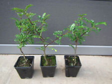 Zanthoxylum szechuan pfeffer gebraucht kaufen  Wuppertal
