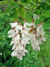 Robinia pseudoacacia black for sale  San Francisco