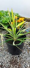 Yucca golden sword for sale  STANLEY