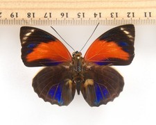 Agrias pericles mauensis d'occasion  Expédié en Belgium
