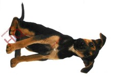 Picture postcard dog for sale  NEWCASTLE UPON TYNE