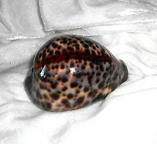 Meeresschnecke cypraea tigris gebraucht kaufen  Pfreimd