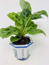 Green parayer plant for sale  Menifee