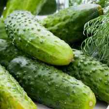 Boston pickling cucumber for sale  Deltona
