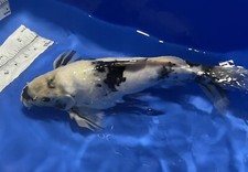 Inch shiro bekko for sale  Findlay
