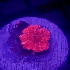 Red discosoma mushroom for sale  San Dimas