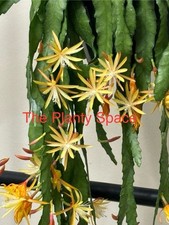Epiphyllum yellow gold for sale  Houston