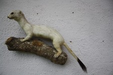 Tierpräparat hermelin wiesel gebraucht kaufen  Johanniskirchen