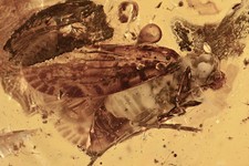 Grande PLANTHOPPER + 8 MOSCAS E ARANHA fóssil ÂMBAR BÁLTICO + imagem HQ 170906-7 comprar usado  Enviando para Brazil