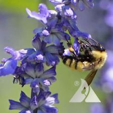 Wildflower mix bumble for sale  Sevierville