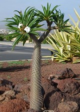 Madagascar palm pachypodium d'occasion  Expédié en Belgium