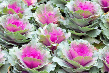 500 red russian for sale  Borrego Springs